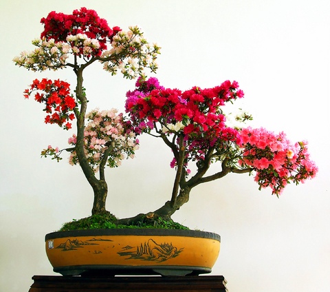hoa giay bonsai