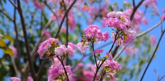 Ý Nghĩa Của Cây Hoa Kèn Hồng (Chuông Hồng) cay-hoa-ken-hong 1