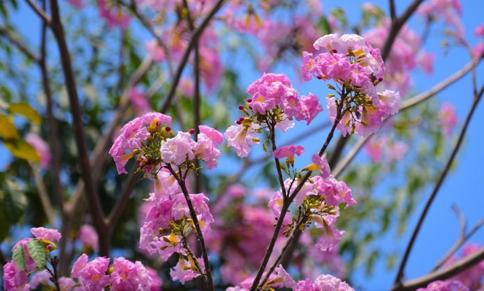 cay-hoa-ken-hong 1 cay-hoa-ken-hong 1