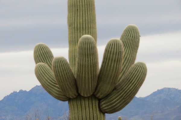 Cây Xương Rồng Khổng Lồ Saguaro