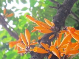 Bí Mật Về Loài Cây Quý Trước Lăng Vua Hùng