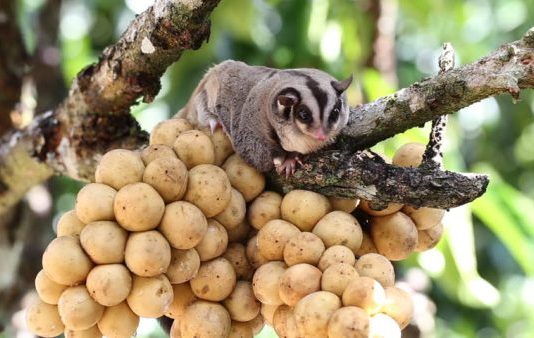 Cách Trồng Và Chăm Sóc Cây Bòn Bon