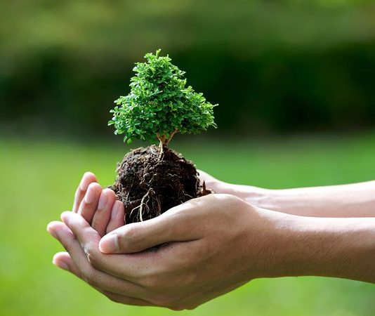 Khi Thực Vật Giao Tiếp Với Con Người