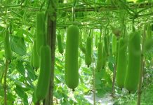 Cách Trồng Và Chăm Sóc Cây Bầu