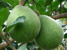 Nhân Giống Cây Bưởi Da xanh