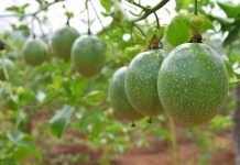 Cách Trồng Và Chăm Sóc Cây Chanh Dây