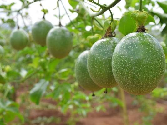 Cách Trồng Và Chăm Sóc Cây Chanh Dây