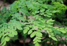 Cách Trồng Và Chăm Sóc Cây Chùm Ngây