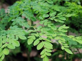 Cách Trồng Và Chăm Sóc Cây Chùm Ngây