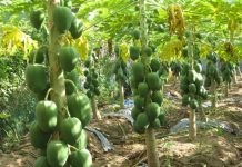 Cách Trồng Và Chăm Sóc Cây Đu Đủ