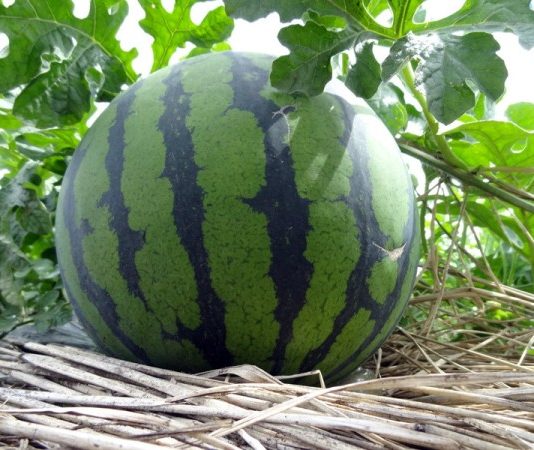 Cách Trồng Và Chăm Sóc Cây Dưa Hấu