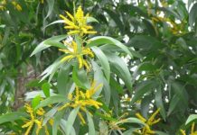 Cách Trồng Và Chăm Sóc Cây Keo Lai (Tràm Lai)