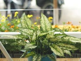 Cách Trồng Và Chăm Sóc Cây Ngọc Ngân