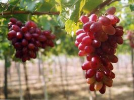 Cách Trồng Và Chăm Sóc Cây Nho