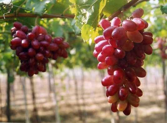 Cách Trồng Và Chăm Sóc Cây Nho