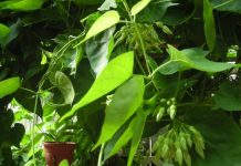 Cách Trồng Và Chăm Sóc Cây Thiên Lý