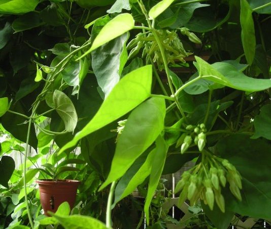 Cách Trồng Và Chăm Sóc Cây Thiên Lý