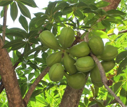 Cách Trồng Và Chăm Sóc Cây Trôm