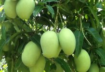 Cách Trồng Và Chăm Sóc Cây Xoài