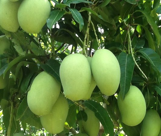 Cách Trồng Và Chăm Sóc Cây Xoài