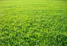 Cách Trồng Và Chăm Sóc Cỏ Lá Gừng