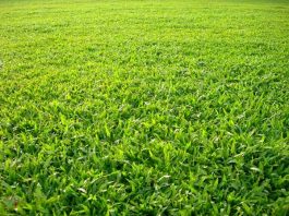 Cách Trồng Và Chăm Sóc Cỏ Lá Gừng