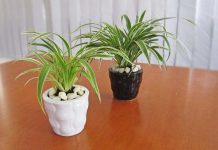 Cách Chăm Sóc Cỏ Lan Chi