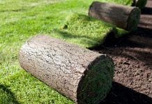 Cách Trồng Và Chăm Sóc Cỏ Nhung Nhật