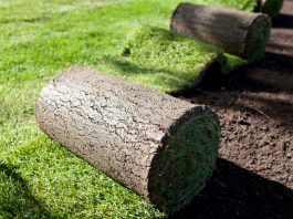 Cách Trồng Và Chăm Sóc Cỏ Nhung Nhật