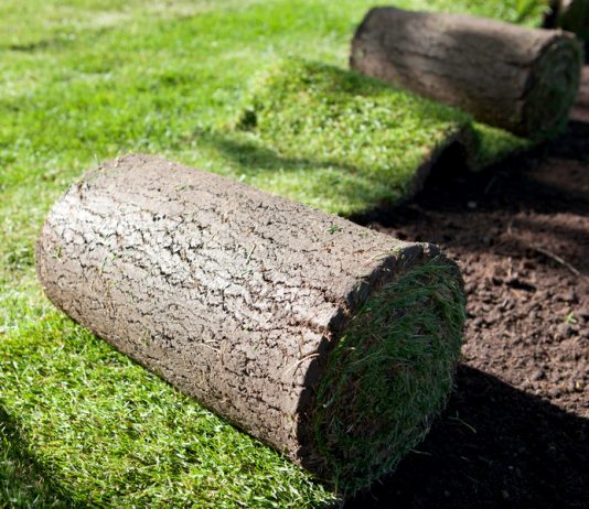 Cách Trồng Và Chăm Sóc Cỏ Nhung Nhật