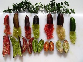 Chanh Ngón Tay – Chanh Gì Mà Nghe Lạ Thế?