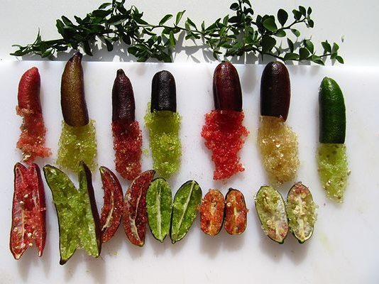 Chanh Ngón Tay – Chanh Gì Mà Nghe Lạ Thế?