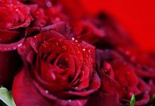 Thứ Vũ Khí Bí Mật Của Cô Nàng Hoa Hồng Đỏ