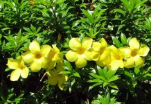 Cách Trồng Và Chăm Sóc Cây Huỳnh Anh