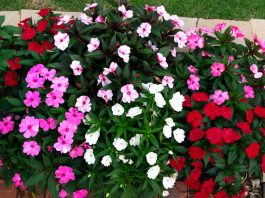 Cách TRồng Và Chăm Sóc Mai Địa Thảo