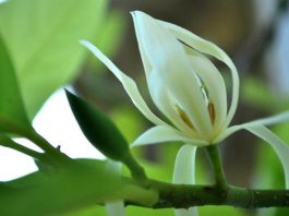 Cách Trồng Và Chăm Sóc Cây Ngọc Lan