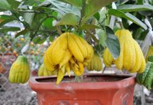 Kỹ Thuật Trồng Và Chăm Sóc Cây Phật Thủ