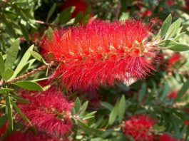 Cách Trồng Và Chăm Sóc Cây Tràm Bông Đỏ