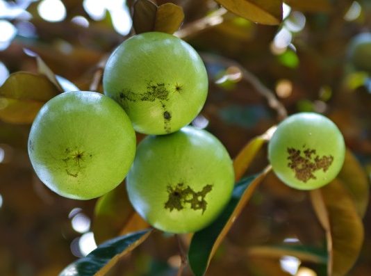 Cách Trồng Và Chăm Sóc Cây Vú Sữa