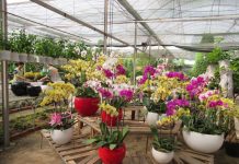 Vườn lan hồ điệp xinh đẹp tại Sài Thành vườn lan hồ điệp