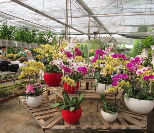 vườn lan hồ điệp