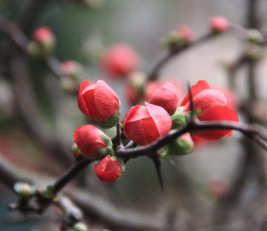 Khám Phá Khu Vườn Bỏ Sỉ Cây Cảnh Tết Mới Nổi Tại Sài Gòn