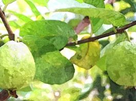 Cây ổi già nuôi lớn những tâm hồn trẻ thơ cây ổi