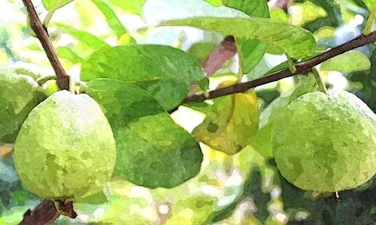 Cây ổi già nuôi lớn những tâm hồn trẻ thơ cây ổi