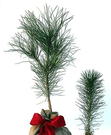 Cây Thông Mini Để Bàn Hút Hàng Mùa Noel cay thong noel mini để bàn