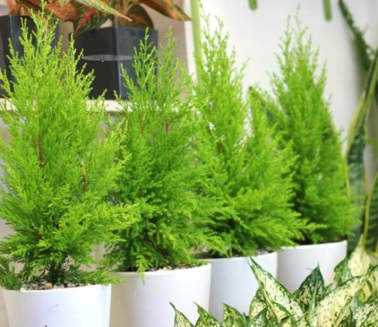 Cây Tùng Thơm Tạo Nên Cơn Sốt Mùa Noel cay tung thom