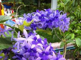 mua cây mai xanh thái giống chuẩn