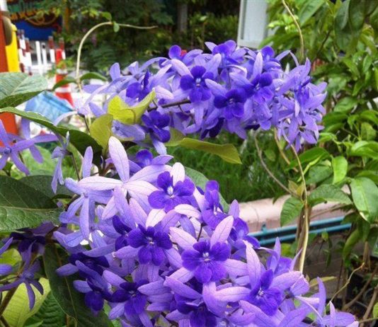 Mua Cây Mai Xanh Thái Giống Chuẩn Ở Đâu TPHCM? mua cây mai xanh thái giống chuẩn