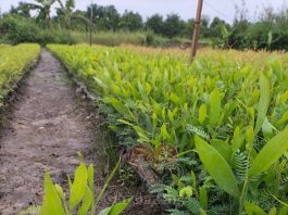loi ich cua cay tram bong vang