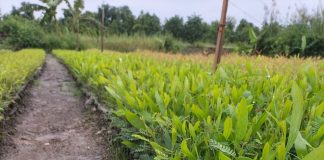 loi ich cua cay tram bong vang